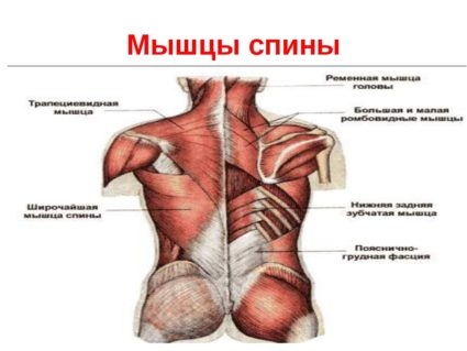 Анатомия и структура на гръбначните мускули