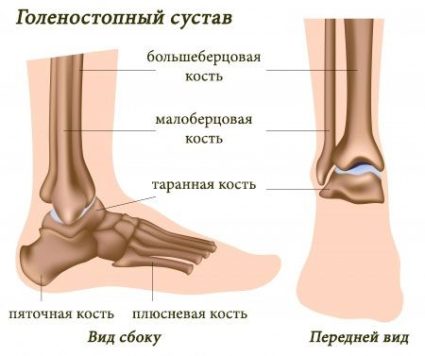 Характеристики на структурата на стъпалото и неговите анатомични и физиологични свойства