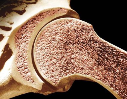 Как се свързват костите в човешкото тяло?