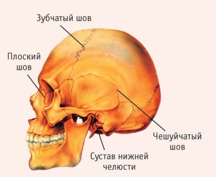 Как се свързват костите в човешкото тяло?