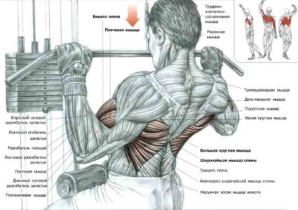 Как да поддържате тона на гърба и мускулите му латисимус