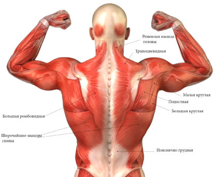 Как да поддържате тона на гърба и мускулите му латисимус