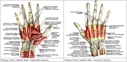 Патология на сухожилието на ръката