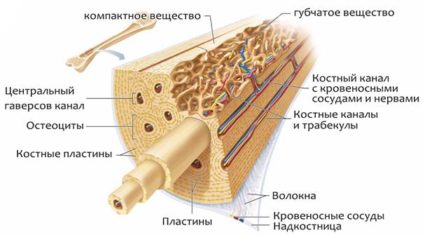 Тайни на костната тъкан и нейната структура
