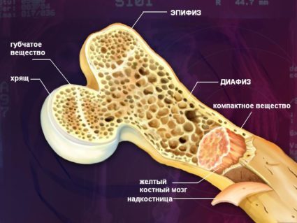 Тайни на костната тъкан и нейната структура