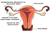 Концепция за детето. Овулация, менструален цикъл, образуване на сперма, оплождане.