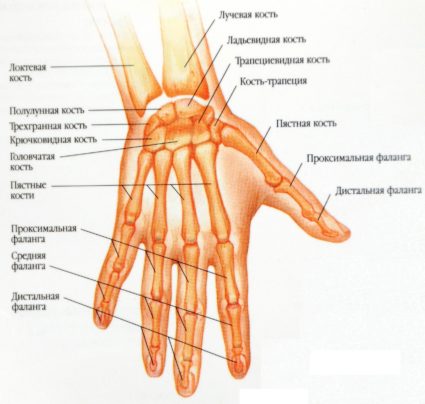 Анатомия на ръката и пръстите