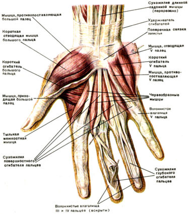 Анатомия на ръката и пръстите
