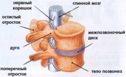 Травма на гръбначния стълб: причини, симптоми, усложнения и лечение