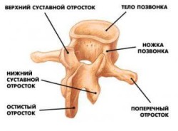 Човешки гръбнак: структура, криви, анатомия