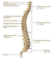 Човешки гръбнак: структура, криви, анатомия