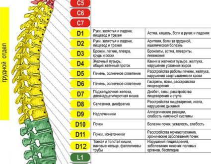 Анатомия на гръдния район и основните му заболявания