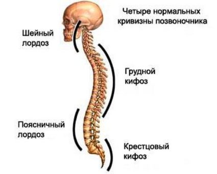 Характеристики на структурата и аномалии на човешкия гръбнак