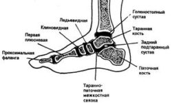 Как работи човешкият крак: анатомия, "слаби места", възможни заболявания и тяхното предотвратяване
