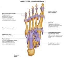 Как работи човешкият крак: анатомия, "слаби места", възможни заболявания и тяхното предотвратяване