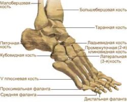 Кости на човешки крак: структурата и профилактиката на техните заболявания