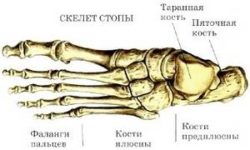 Кости на човешки крак: структурата и профилактиката на техните заболявания