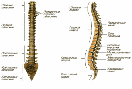 Левостранна сколиоза на гръбначния стълб - какво да правим с нея