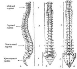 Лордоза на лумбалната част на гръбначния стълб: причини, симптоми и лечение