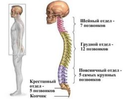 Lumbosacral гръбначния стълб: как е подредена, основни заболявания