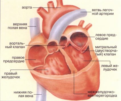 Признаци на ревматизъм със сърдечни заболявания и възможности за лечение