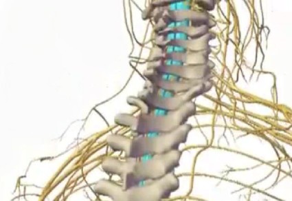 Структура и функция на гръбначния мозък