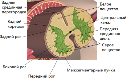 Структура и функция на гръбначния мозък