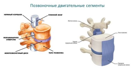 Структура на гръбначния стълб