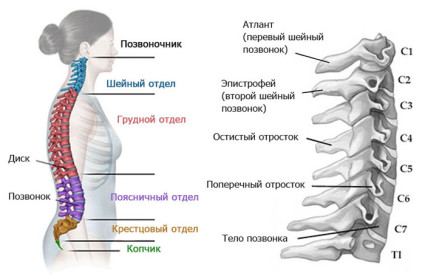 Структура на гръбначния стълб