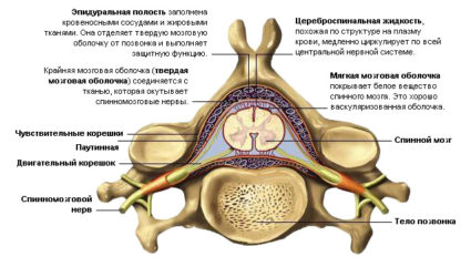 Структурата на гръбначния мозък: изглед отвътре
