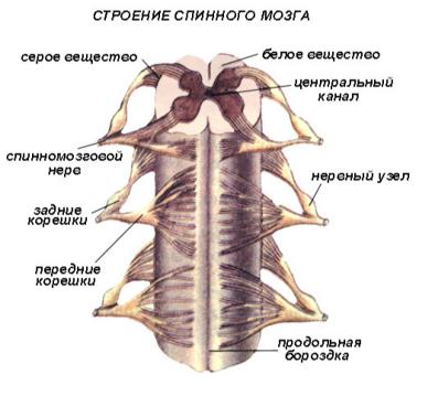 Структурата на гръбначния мозък: изглед отвътре