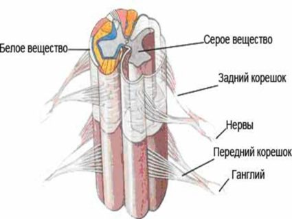 Какво е гръбначния мозък, каква е неговата структура?