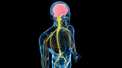 Какво е гръбначния мозък, каква е неговата структура?
