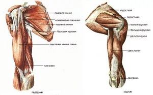 Мускулни мускули: анатомия и функция
