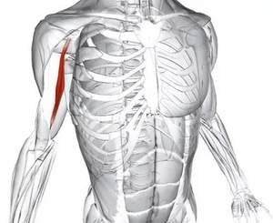 Мускулни мускули: анатомия и функция
