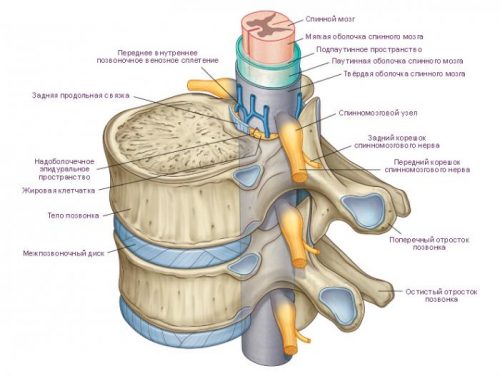 Миелопатия на гръбначния мозък, видове и методи на лечение