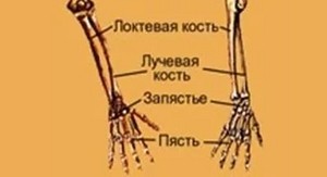 Радиална кост: структура, функция, заболявания и наранявания, на които е възприемчива