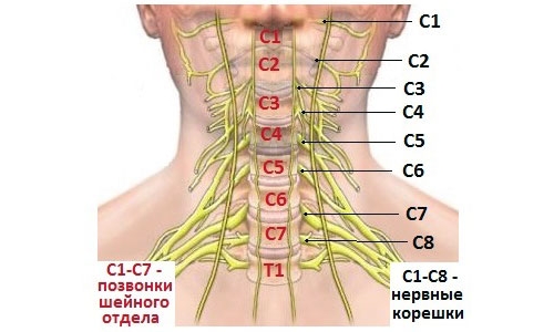 Симптоми на радикулопатия на цервикалния гръбначен стълб С5-С6