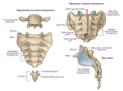 Структура на човешкия гръбнак
