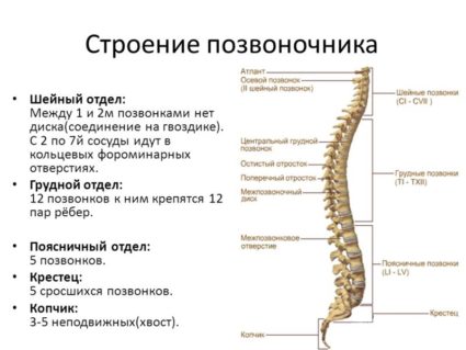 Структура на човешкия гръбнак