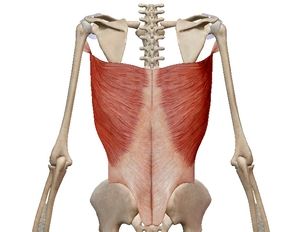 Най-широкият мускул на гърба: функции, кои заболявания са чувствителни, как да се изпомпва