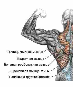 Най-широкият мускул на гърба: функции, кои заболявания са чувствителни, как да се изпомпва
