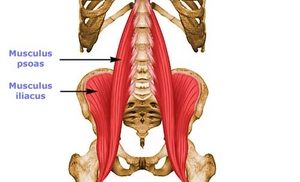 Илио-лумбален мускул: анатомия, функция, упражнения за укрепване