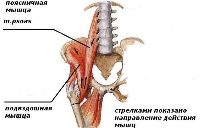 Илио-лумбален мускул: анатомия, функция, упражнения за укрепване