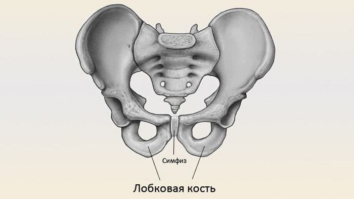 Публична кост: структура, функция, причини за болка и нараняване, тяхното лечение