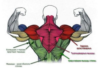 Болка в долната част на гърба на мускулните болки