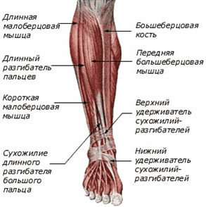 Анатомия на мускулите на долните крайници