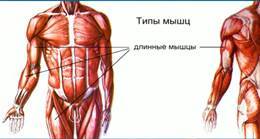 Класификация и работа на мускулите