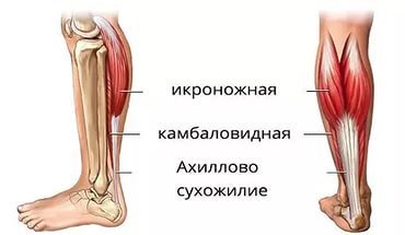 Мускулите на долния крак