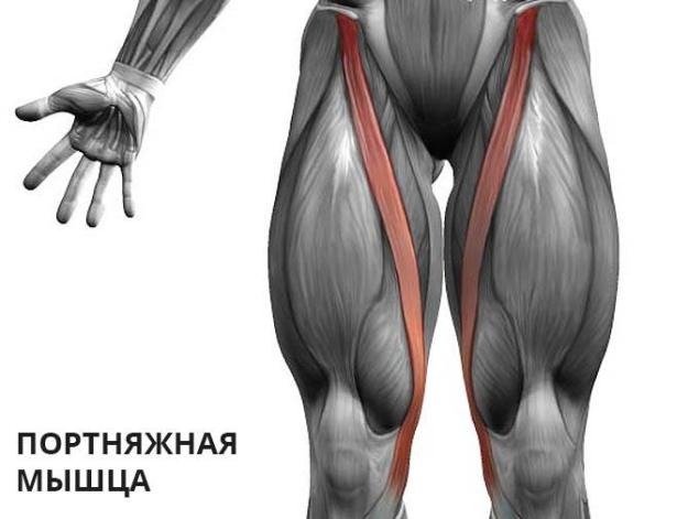 Тъканният мускул